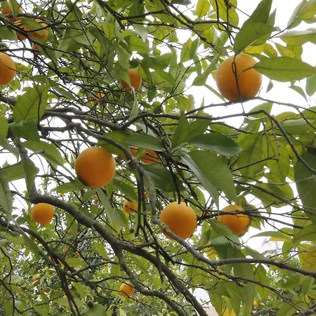 Sodré Maison d'hôtes Silves